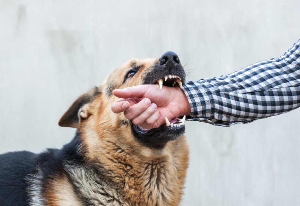 Experience Lawyer for Dog Bite Injury