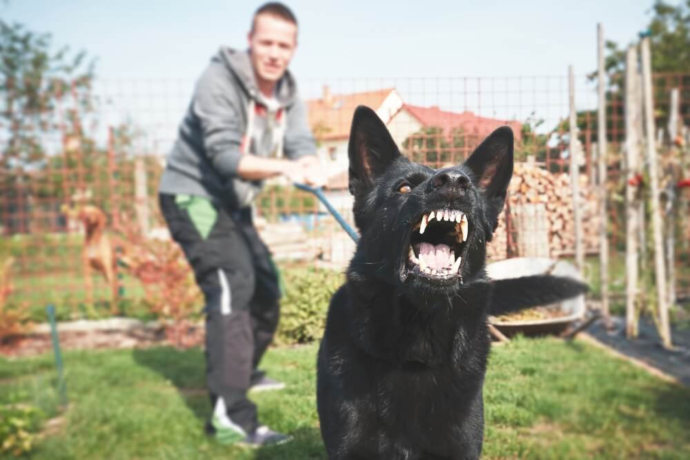 person holding barking dog on leash